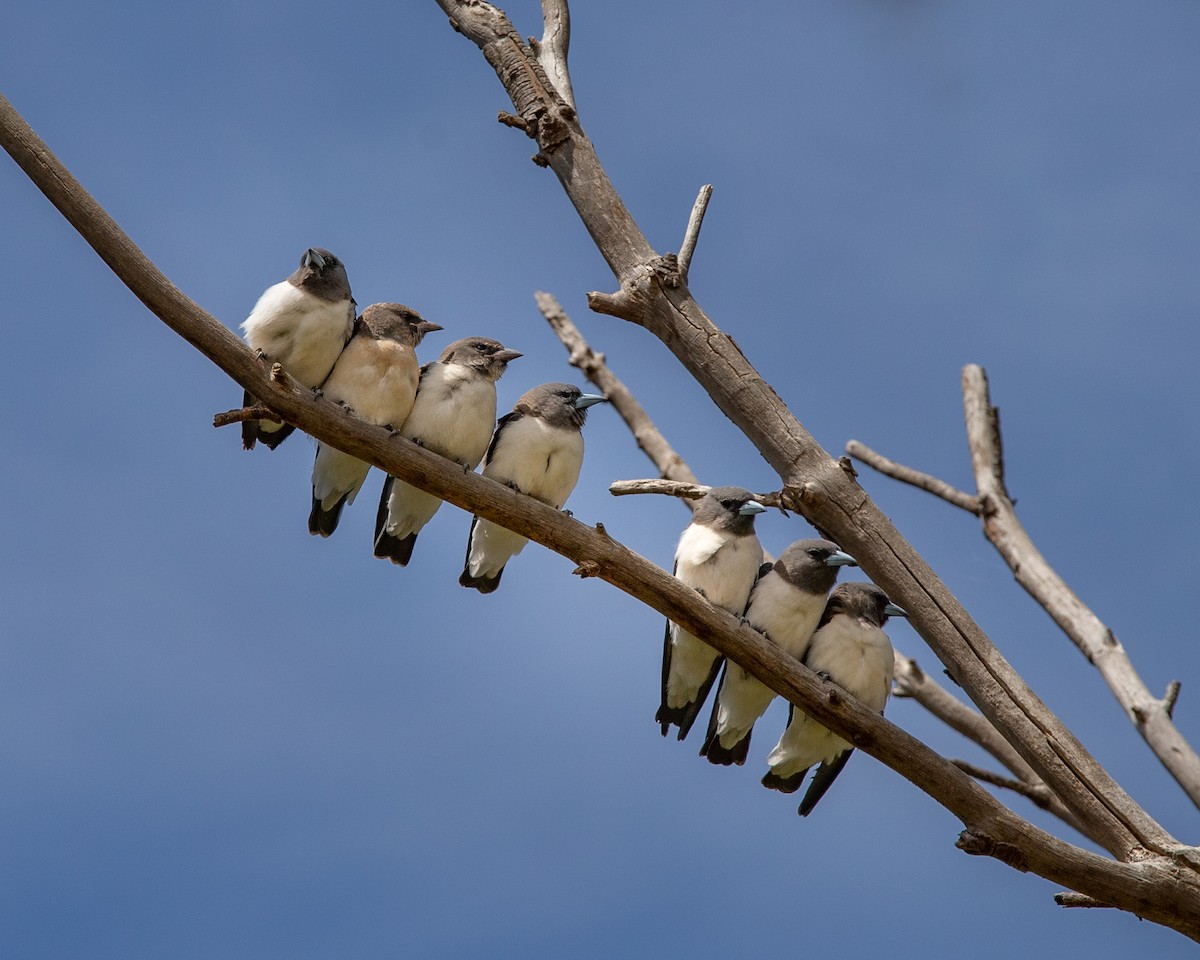 White-breasted Woodswallow - lea unwin-smith
