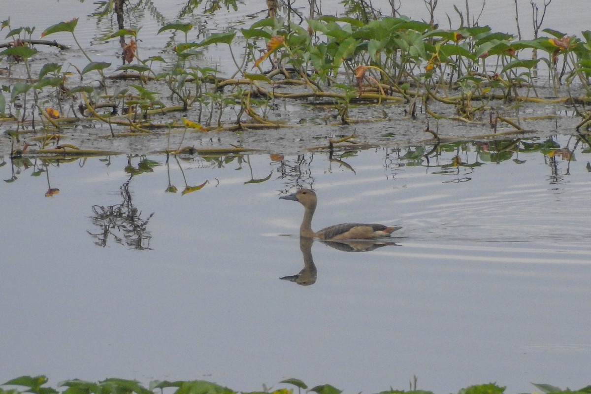 Lesser Whistling-Duck - ML305443571