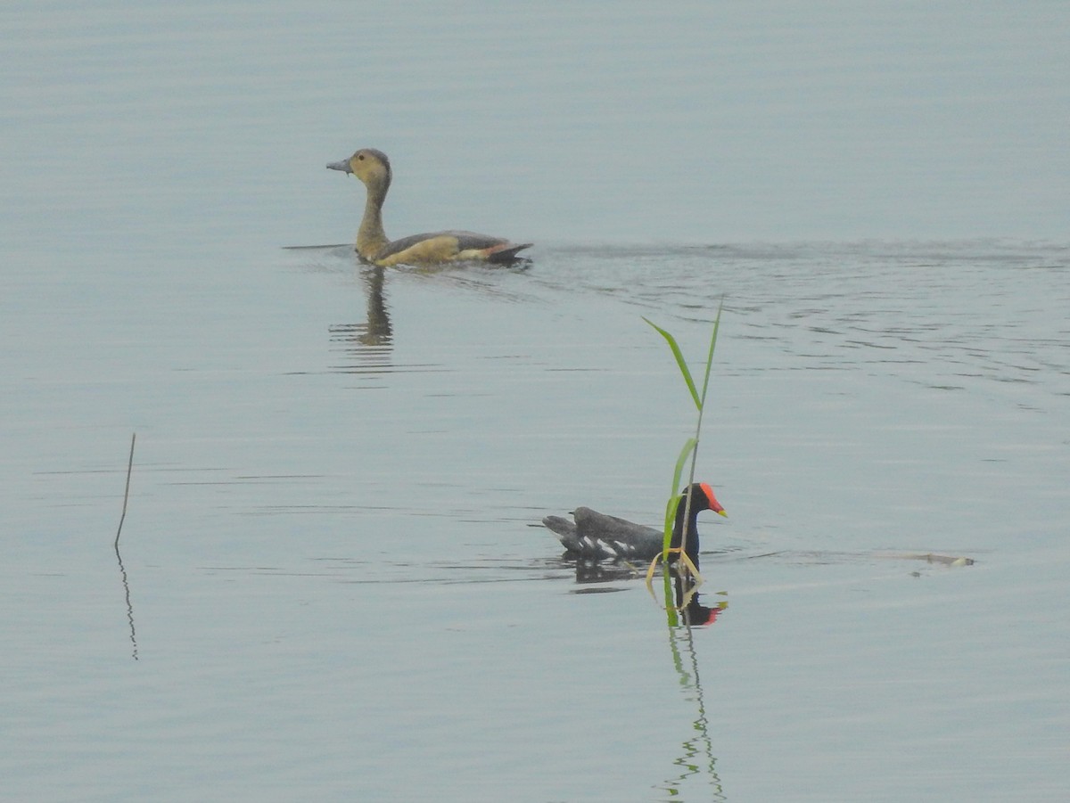 Eurasian Moorhen - ML305443601