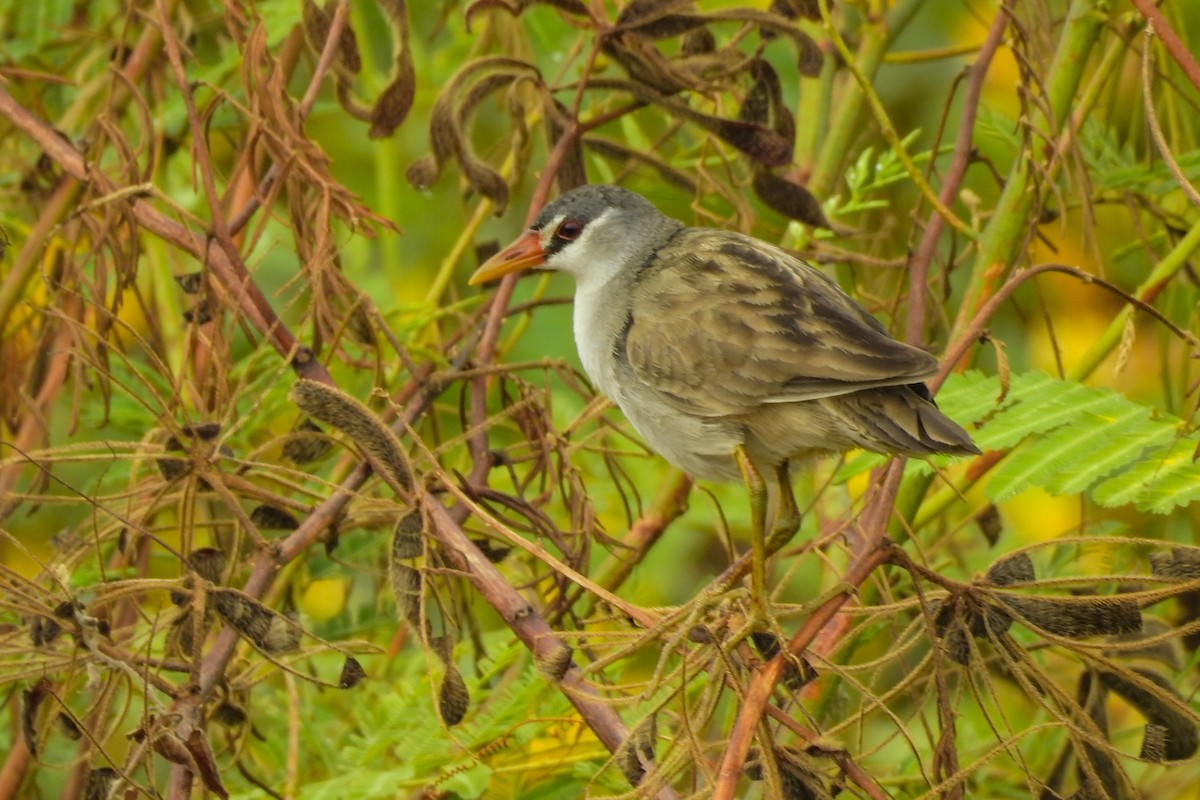 White-browed Crake - ML305443681