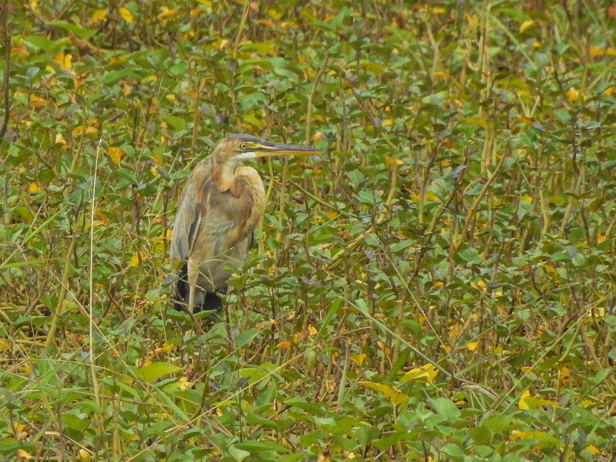 Héron pourpré - ML305443731