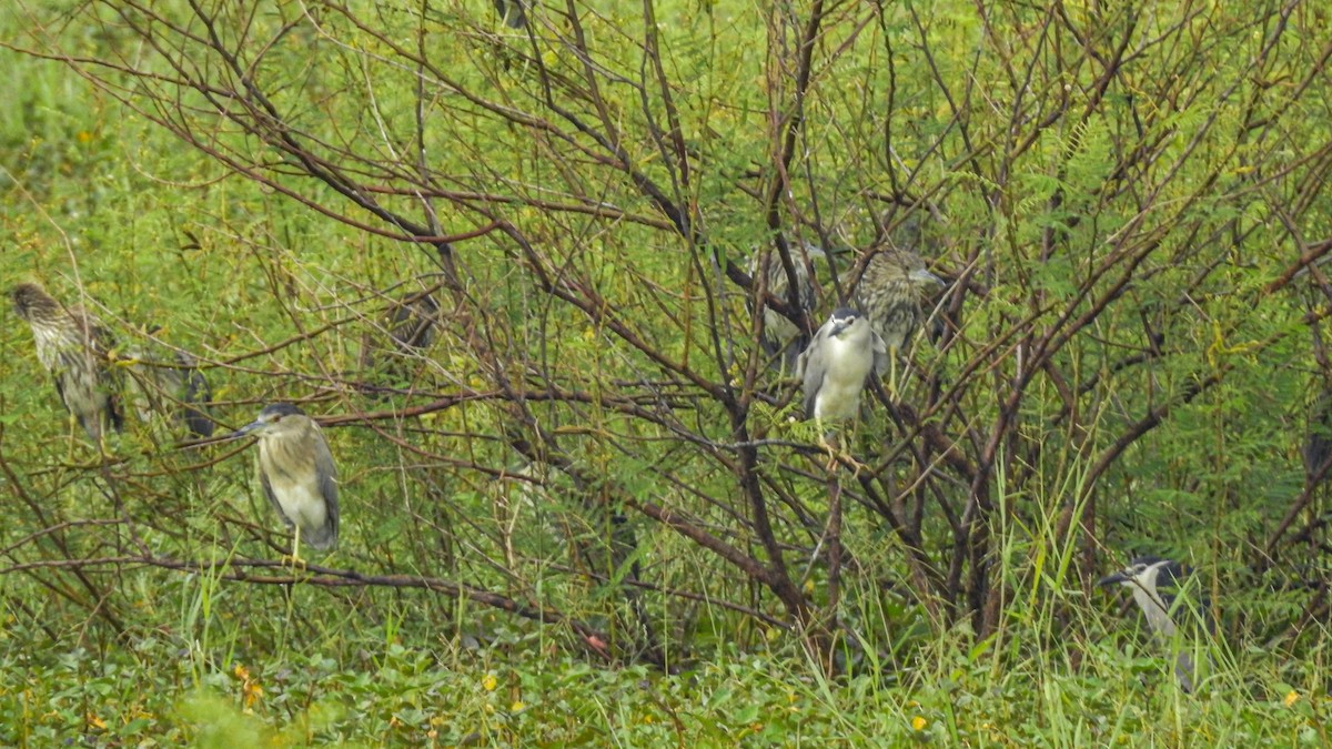 Black-crowned Night Heron - ML305443751