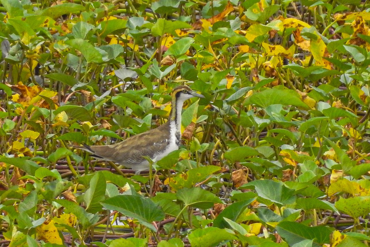 Pheasant-tailed Jacana - ML305444401