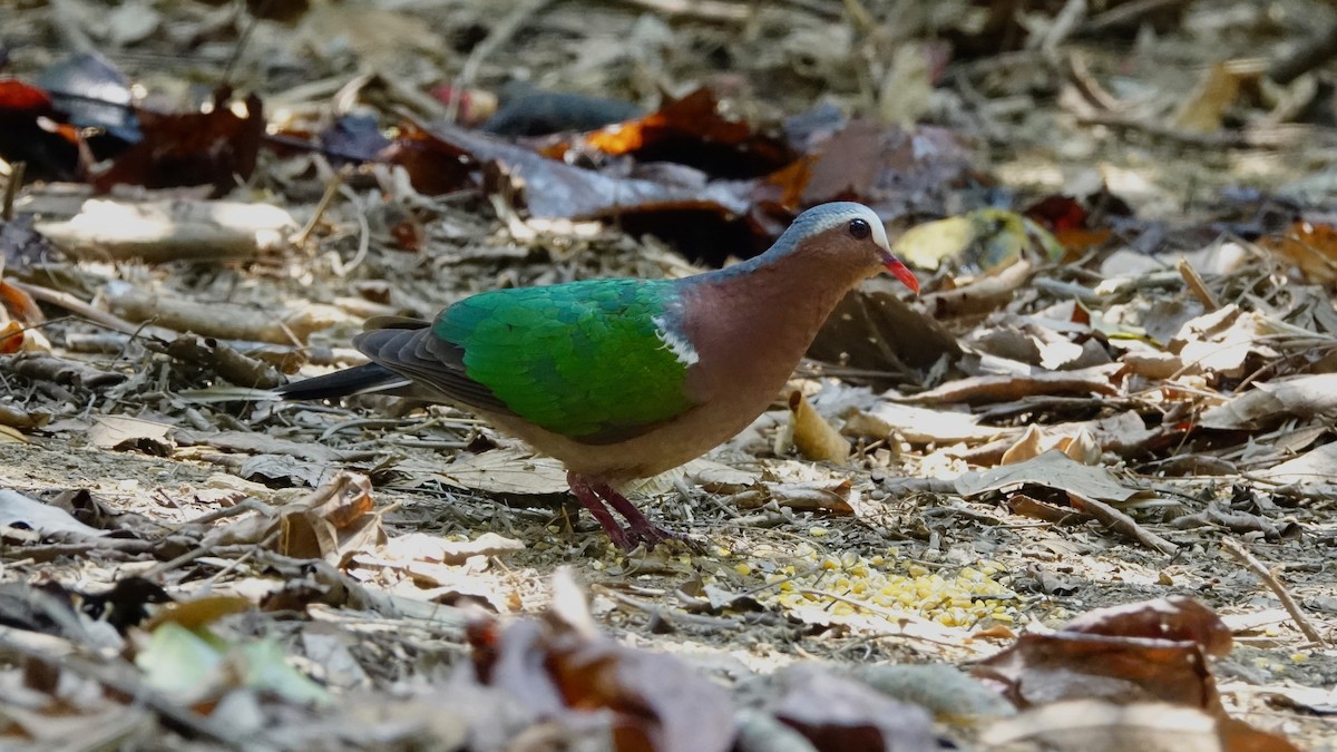 Palomita Esmeralda Cabecigrís - ML305444851