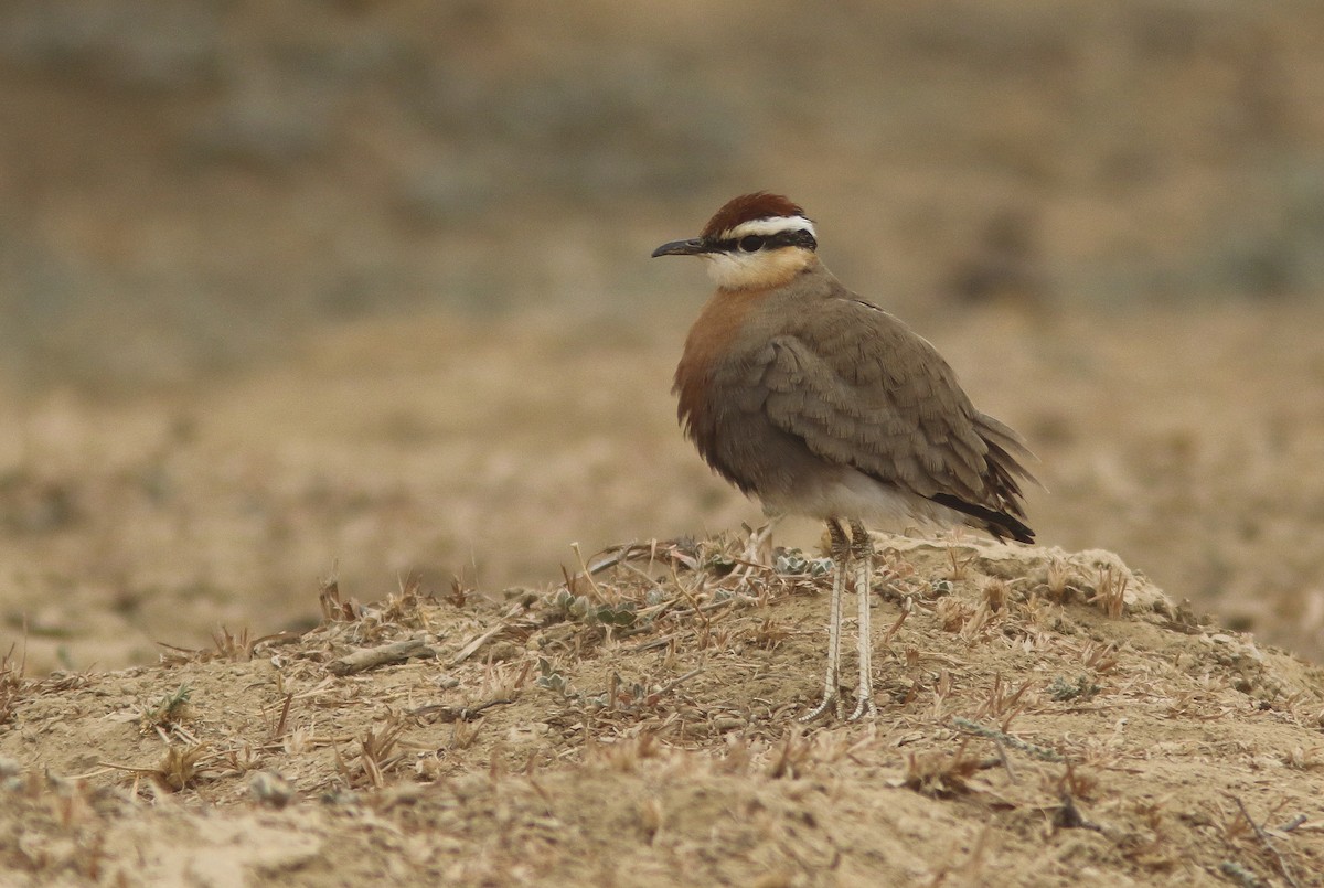 Indian Courser - ML305446861