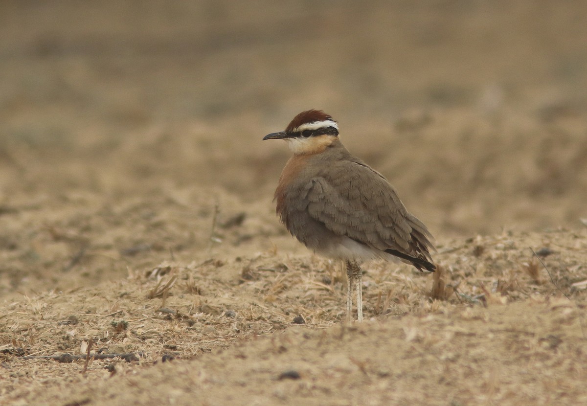 Indian Courser - ML305446901