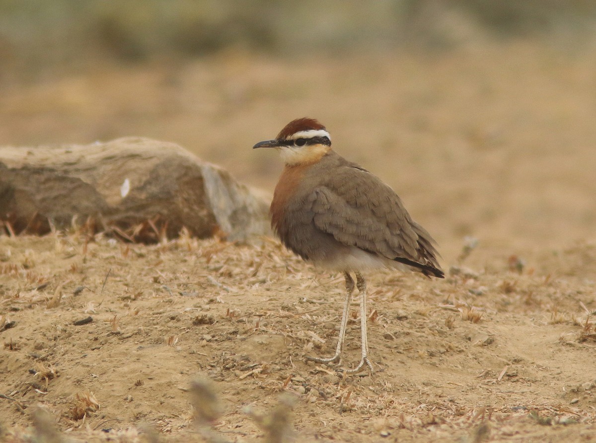 Indian Courser - ML305446921