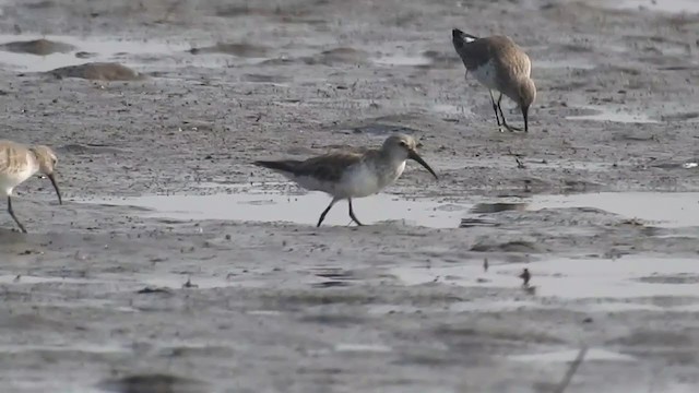 Curlew Sandpiper - ML305449761