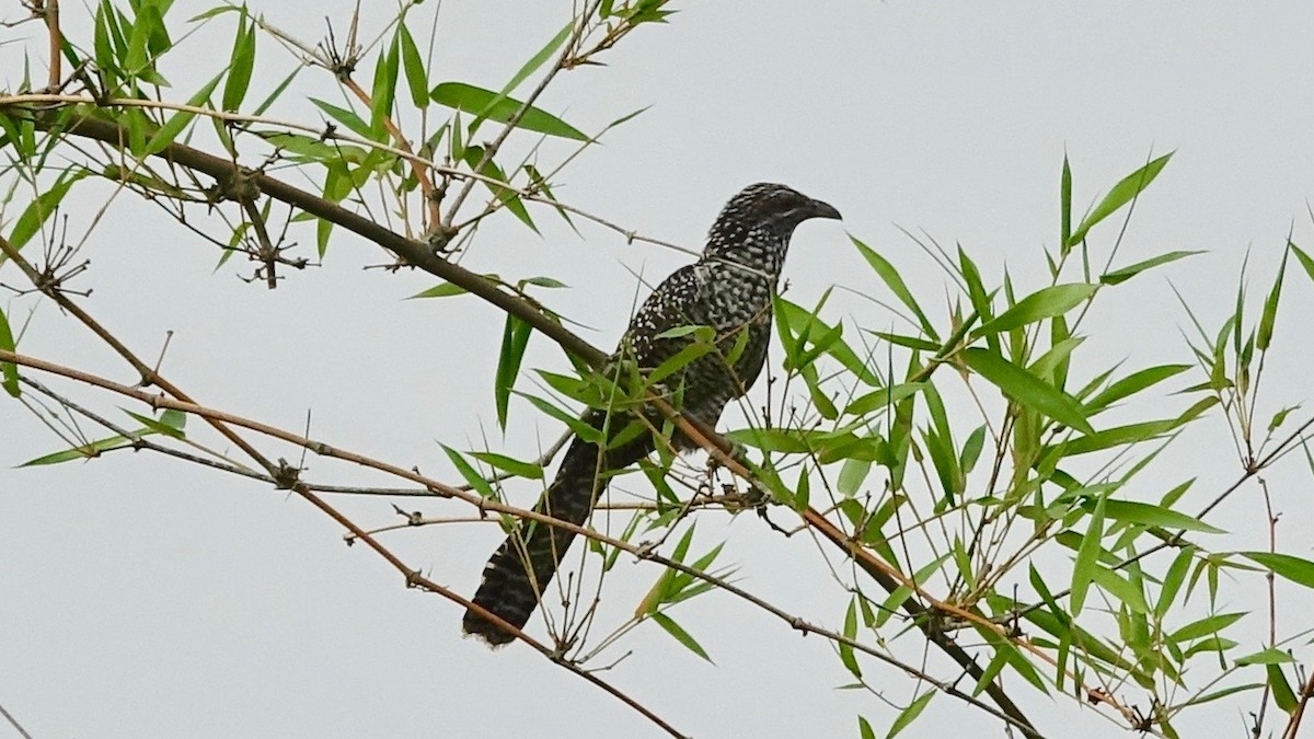 grønnebbkoel - ML305450481