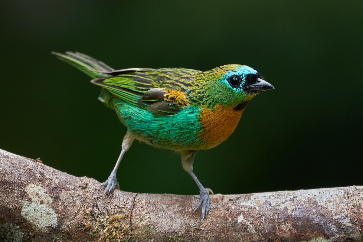 Brassy-breasted Tanager - ML305451121