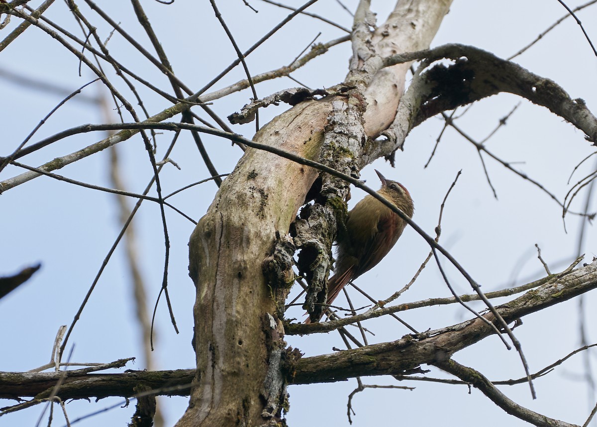 Pallid Spinetail - ML305451161