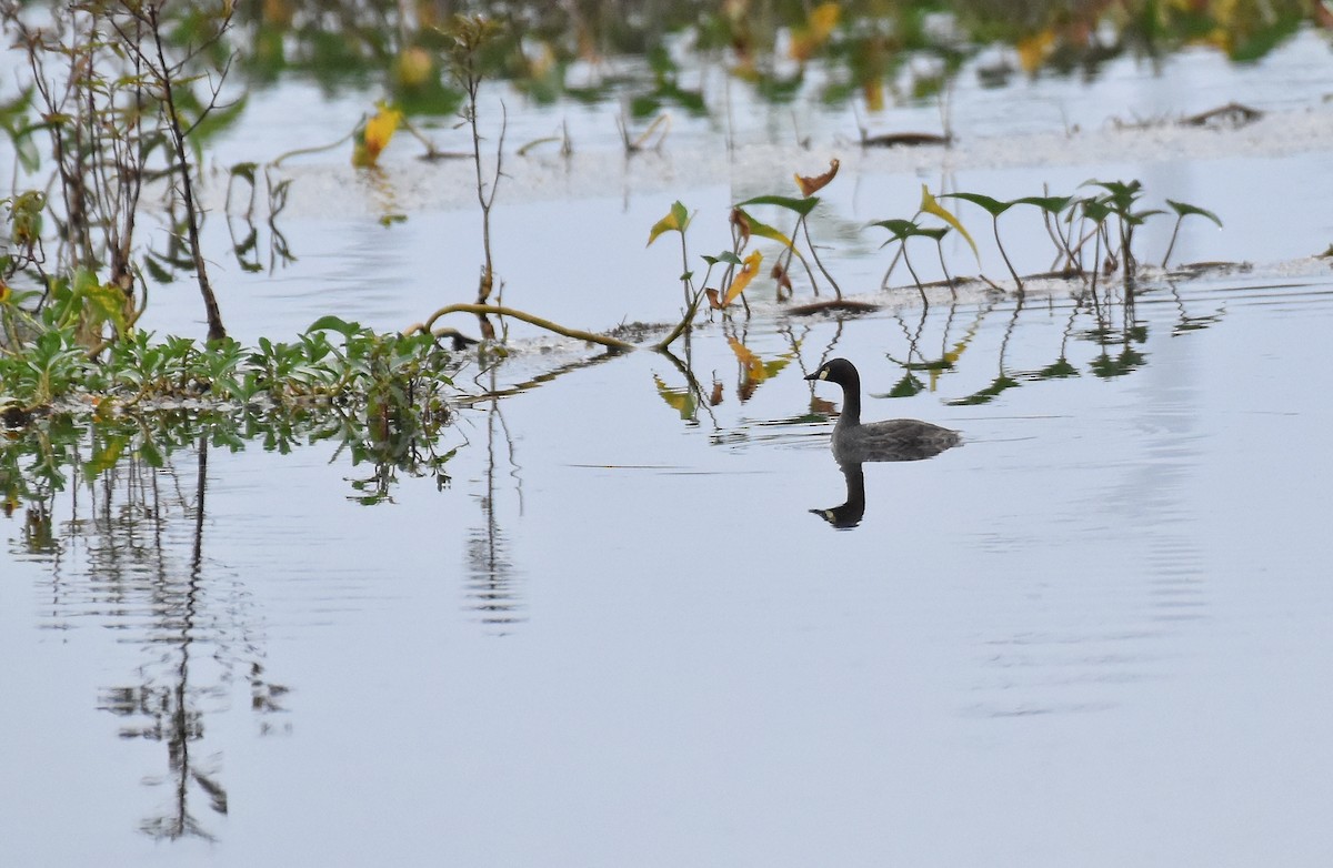 Grèbe australasien - ML305454171