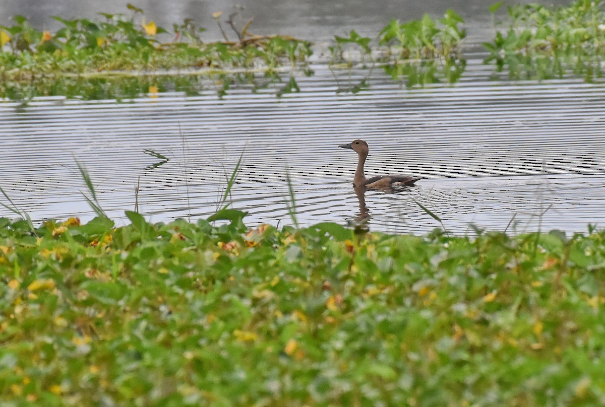 Dendrocygne siffleur - ML305454191