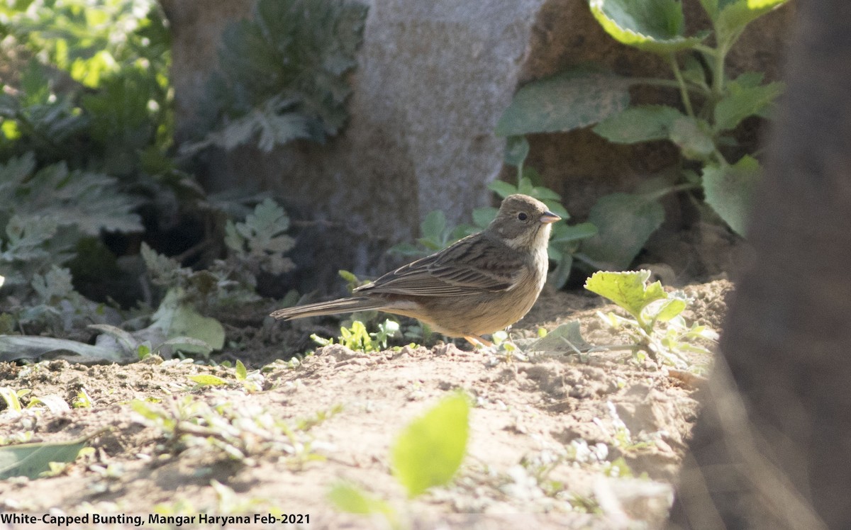 白頂鵐 - ML305454681