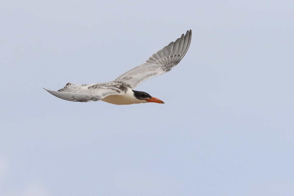 Caspian Tern - ML305458401