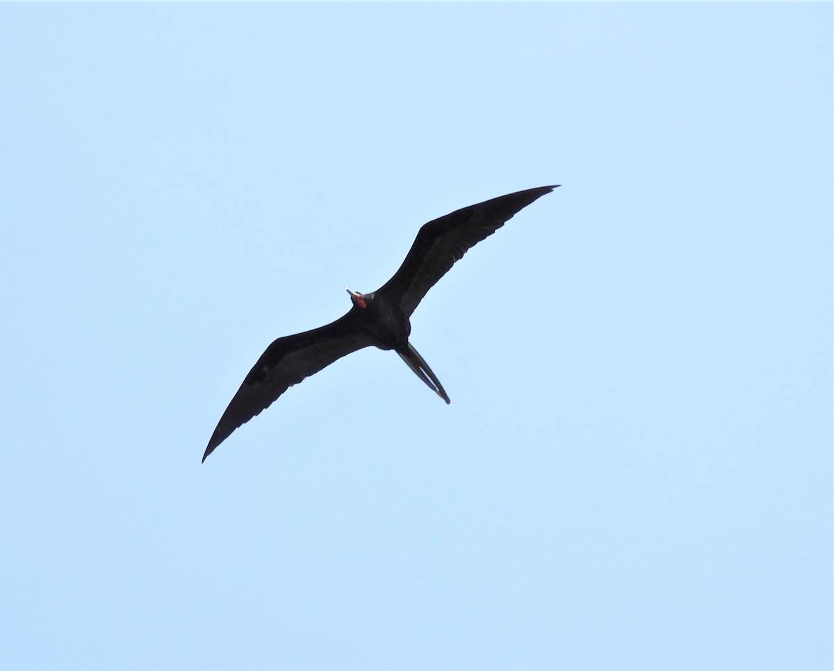 Magnificent Frigatebird - Teresita Varon