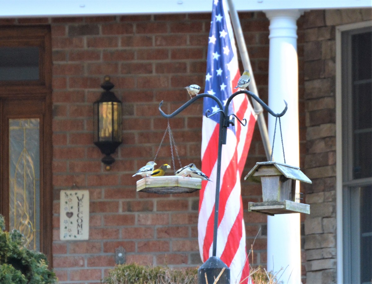 עב-מקור ערב - ML305460211