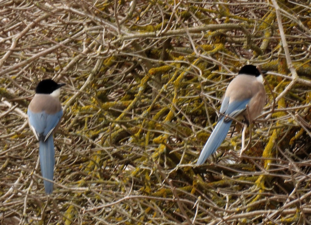 Iberian Magpie - ML305460471