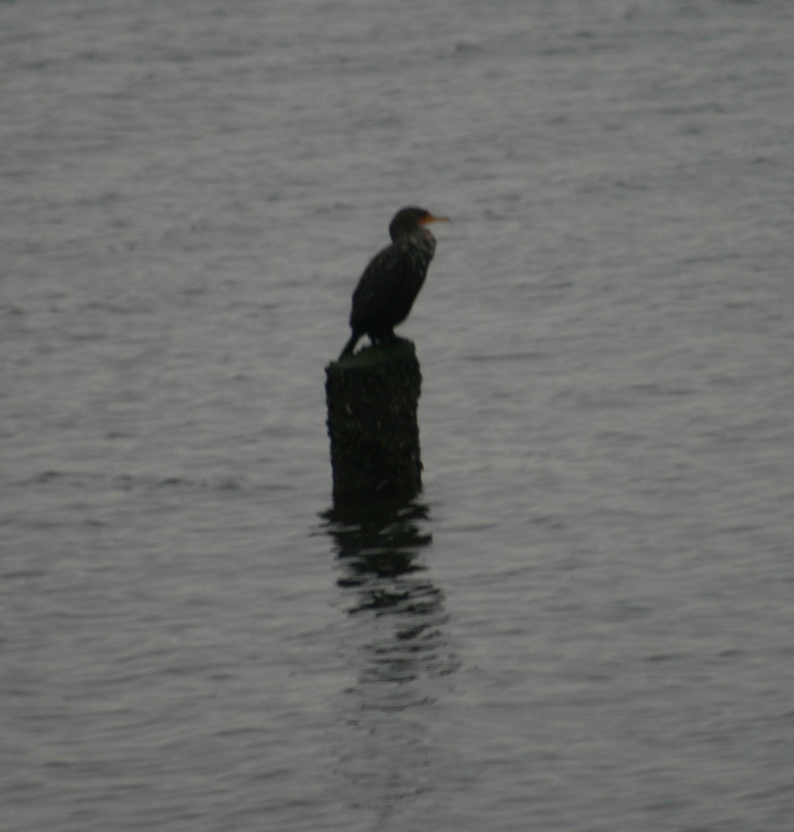 Double-crested Cormorant - ML305461731