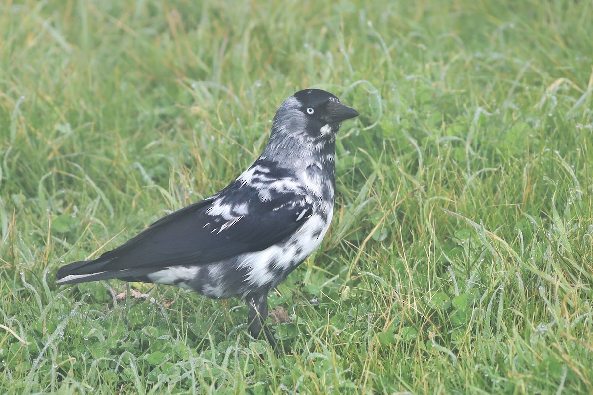 Eurasian Jackdaw - ML305462361