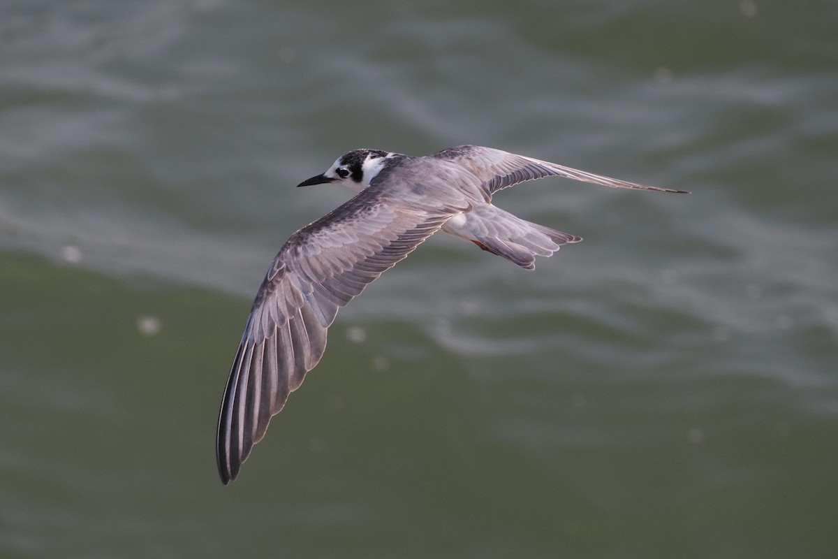 White-winged Tern - ML305463021