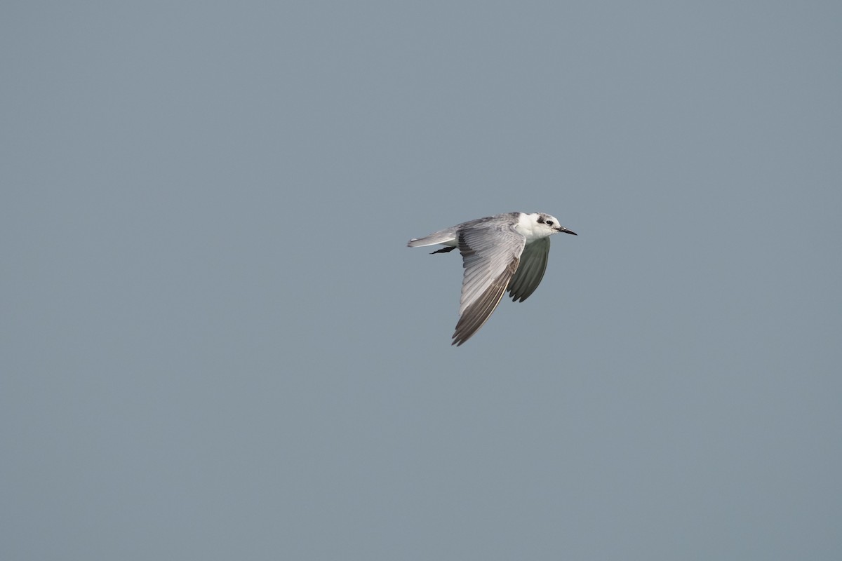 White-winged Tern - Akharachai  Rojbundit