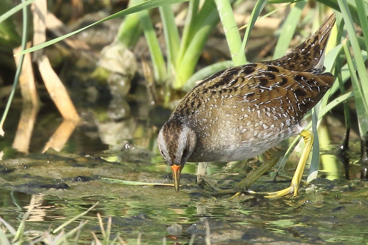 Spotted Crake - ML305463811