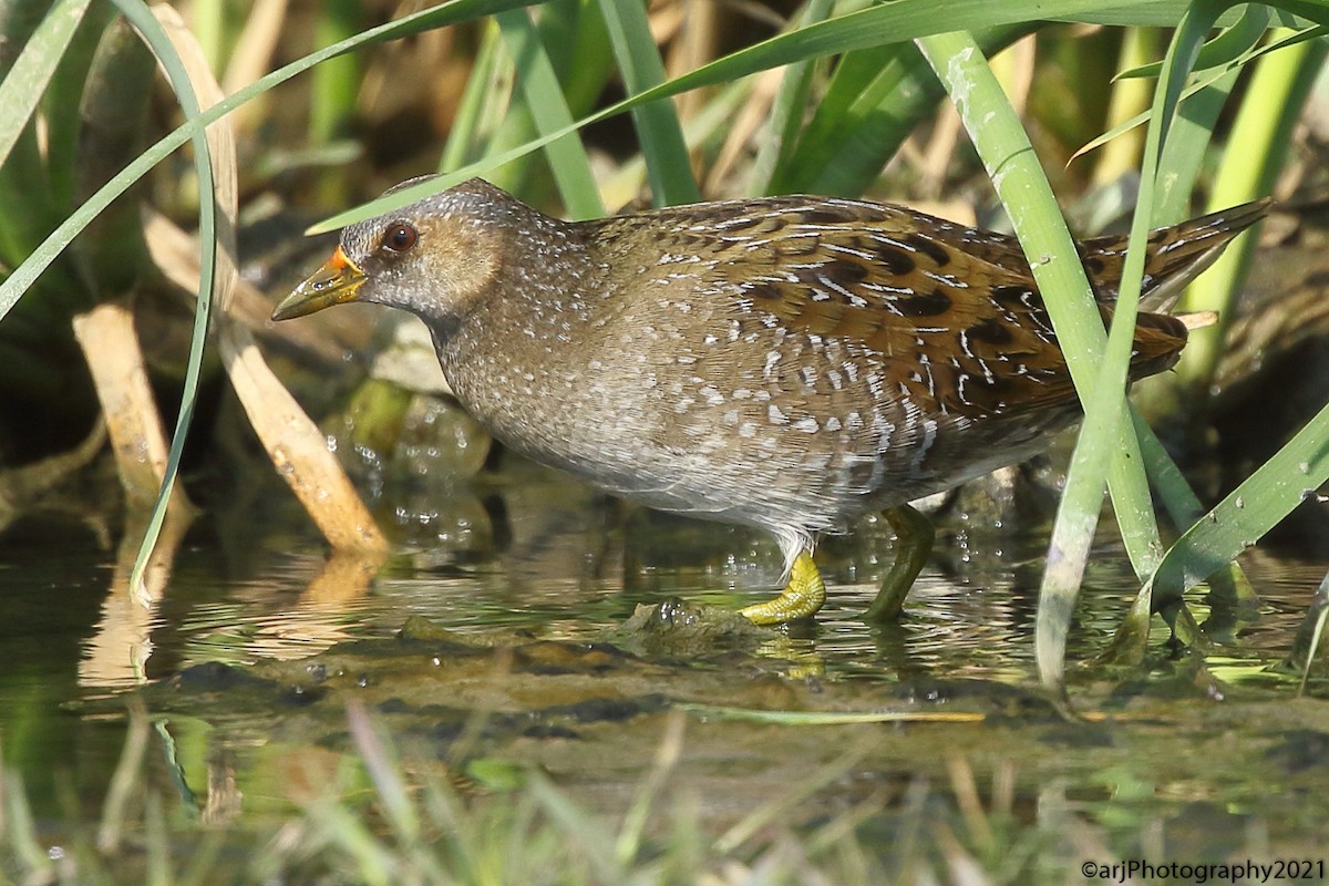 Spotted Crake - ML305463861