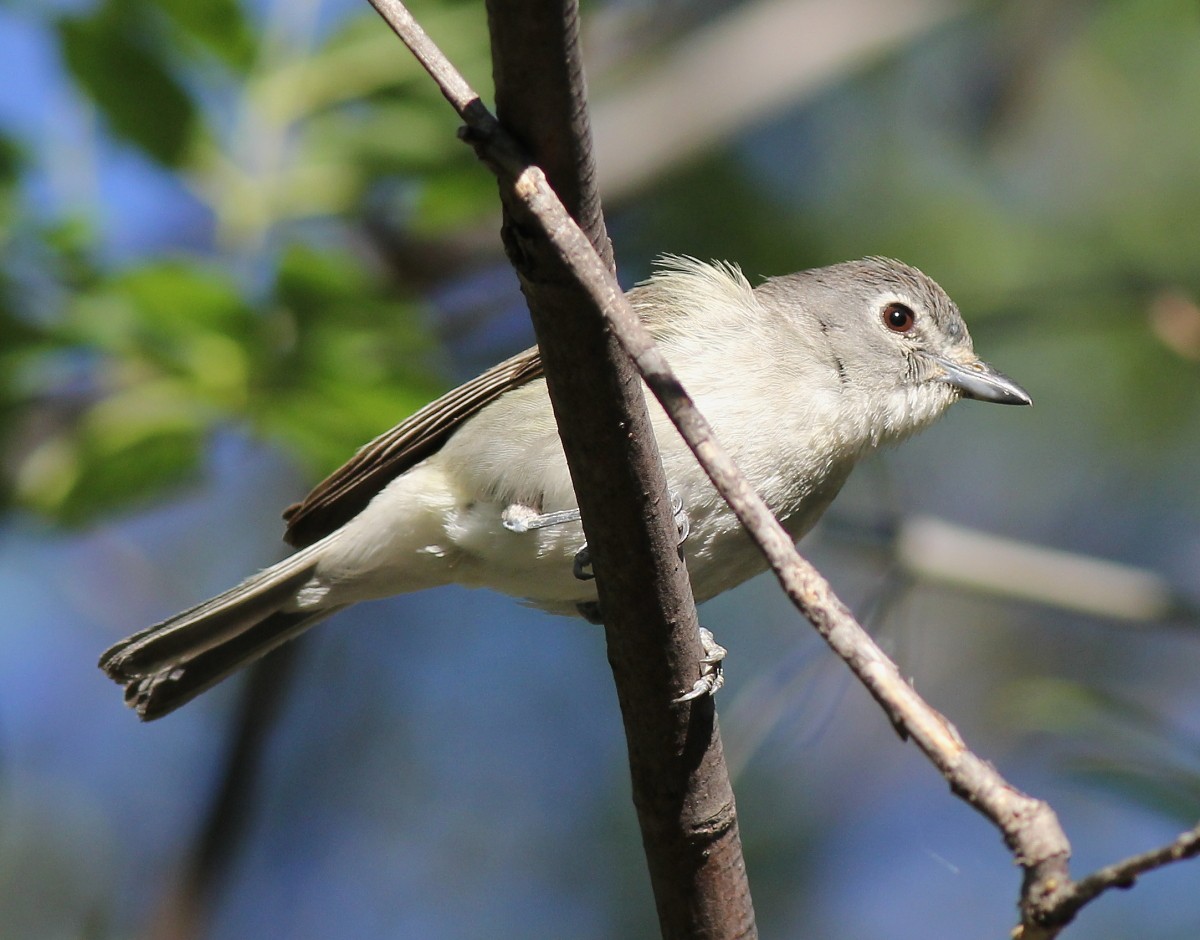 Plumbeous Vireo - ML30546501