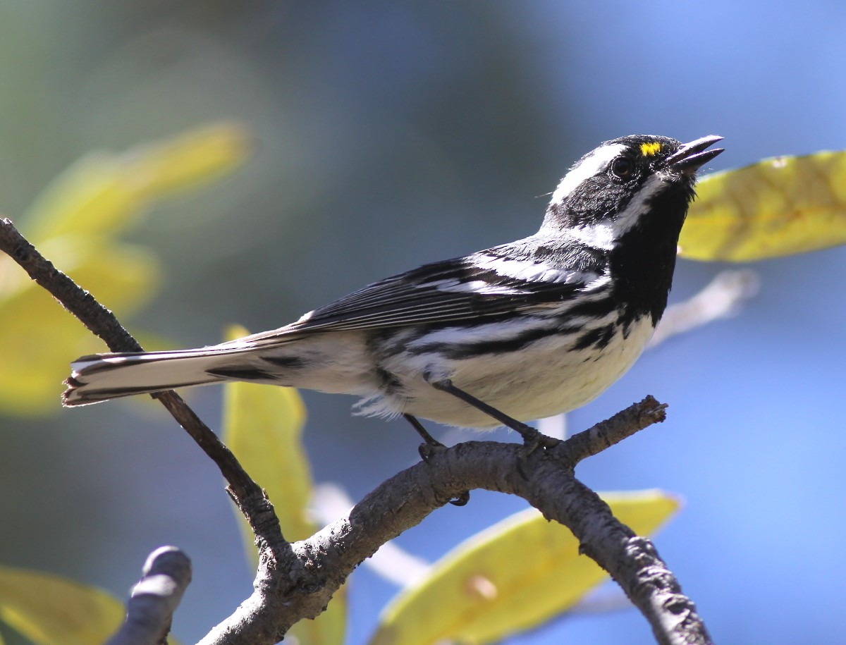 Black-throated Gray Warbler - ML30546521