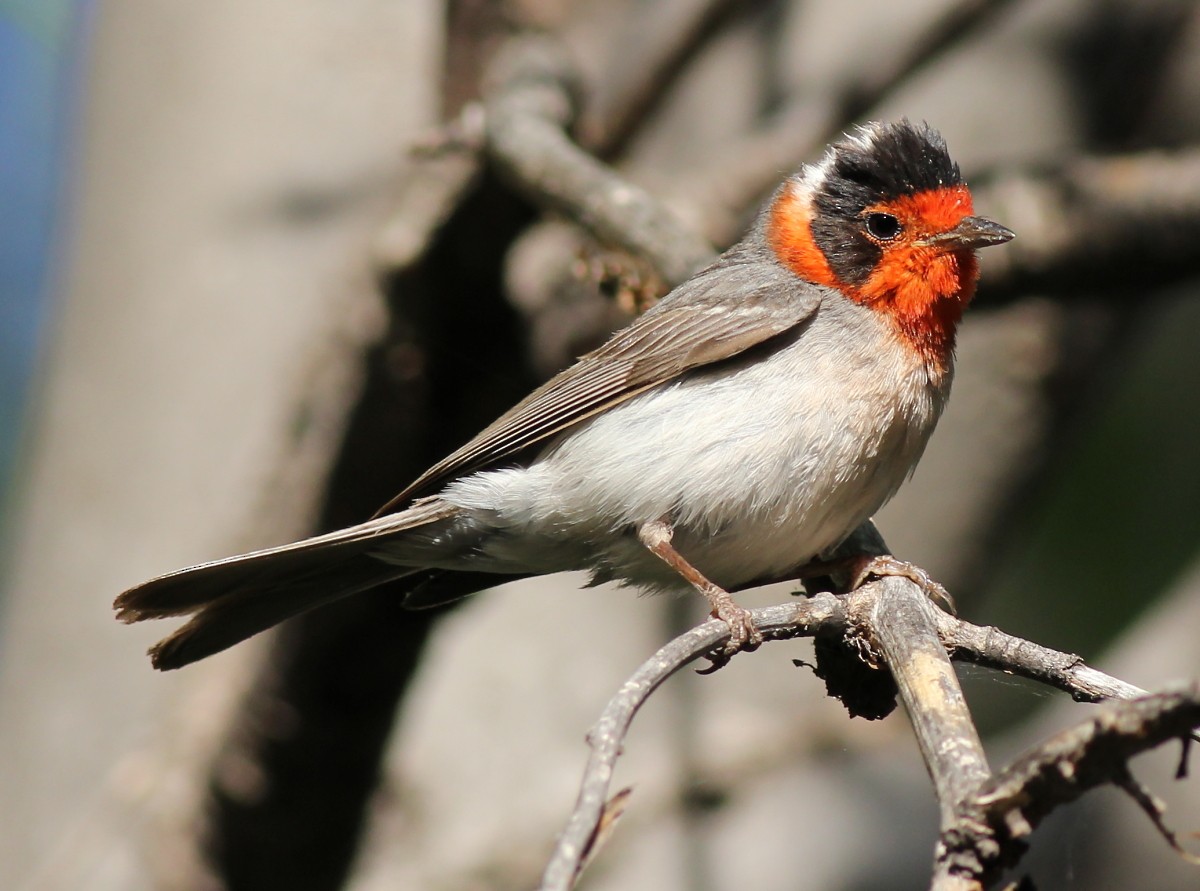 Red-faced Warbler - ML30546531