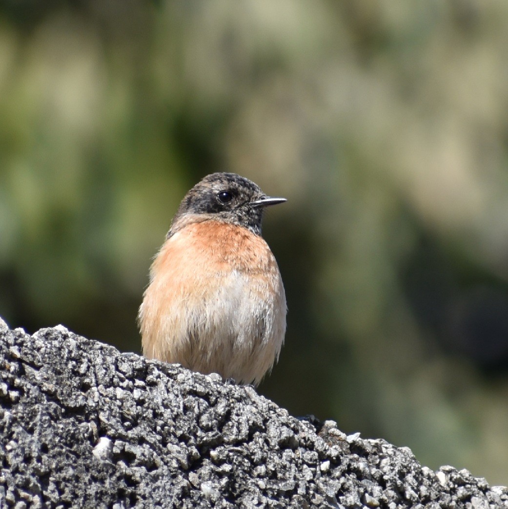 Siberian Stonechat - ML305465411