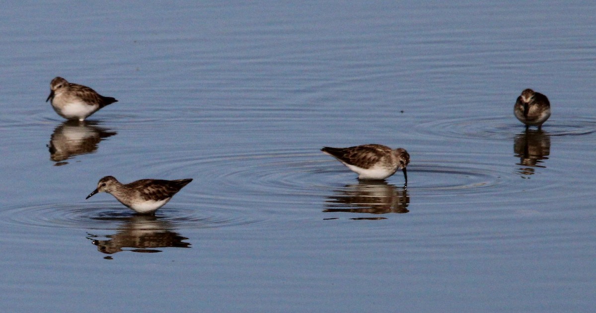 Least Sandpiper - ML305465511