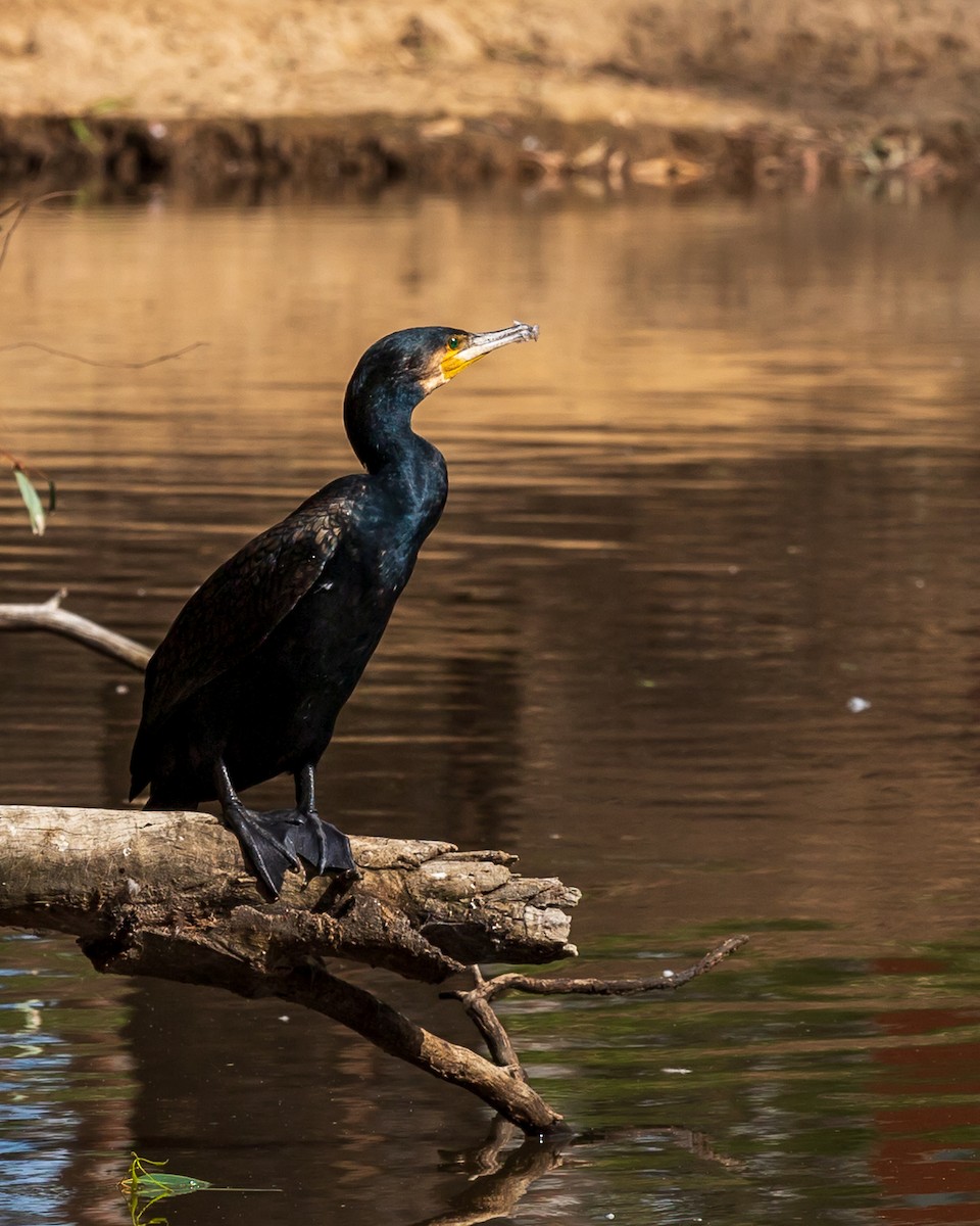 Тураг гогой - ML305465651