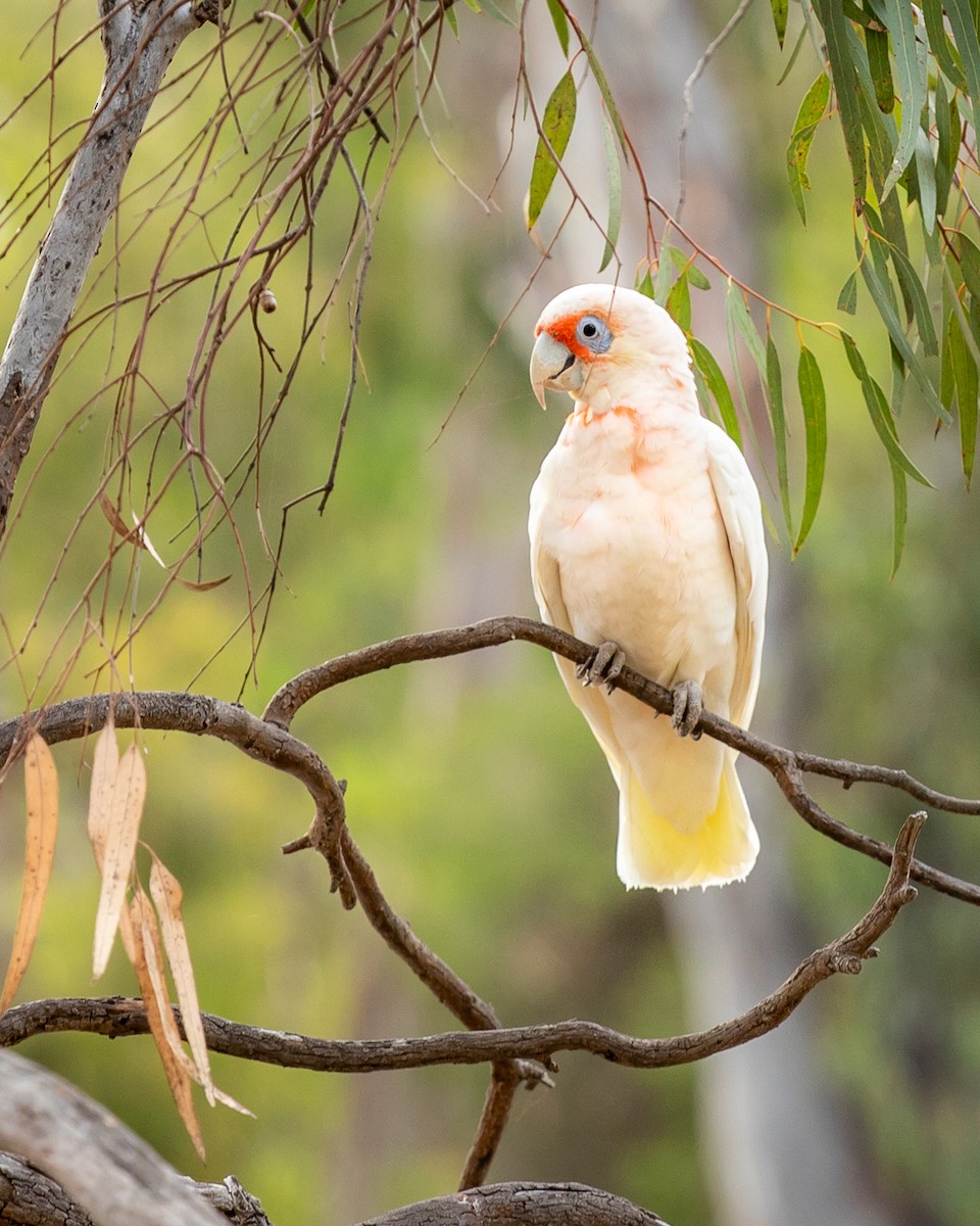 Long-billed Corella - ML305465691