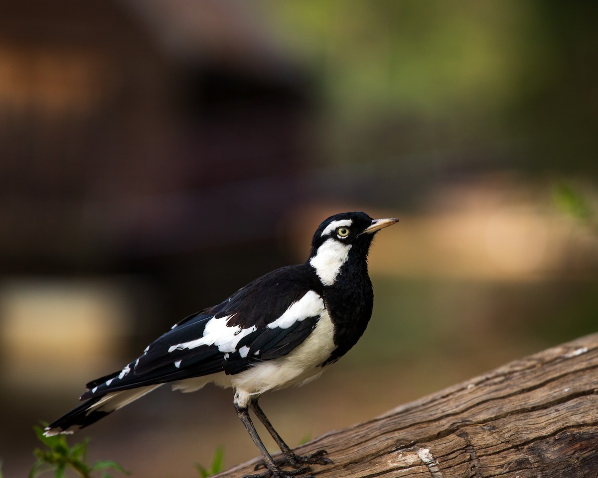 Magpie-lark - ML305465831