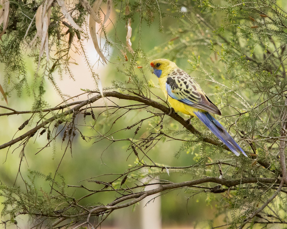 Crimson Rosella - ML305466091