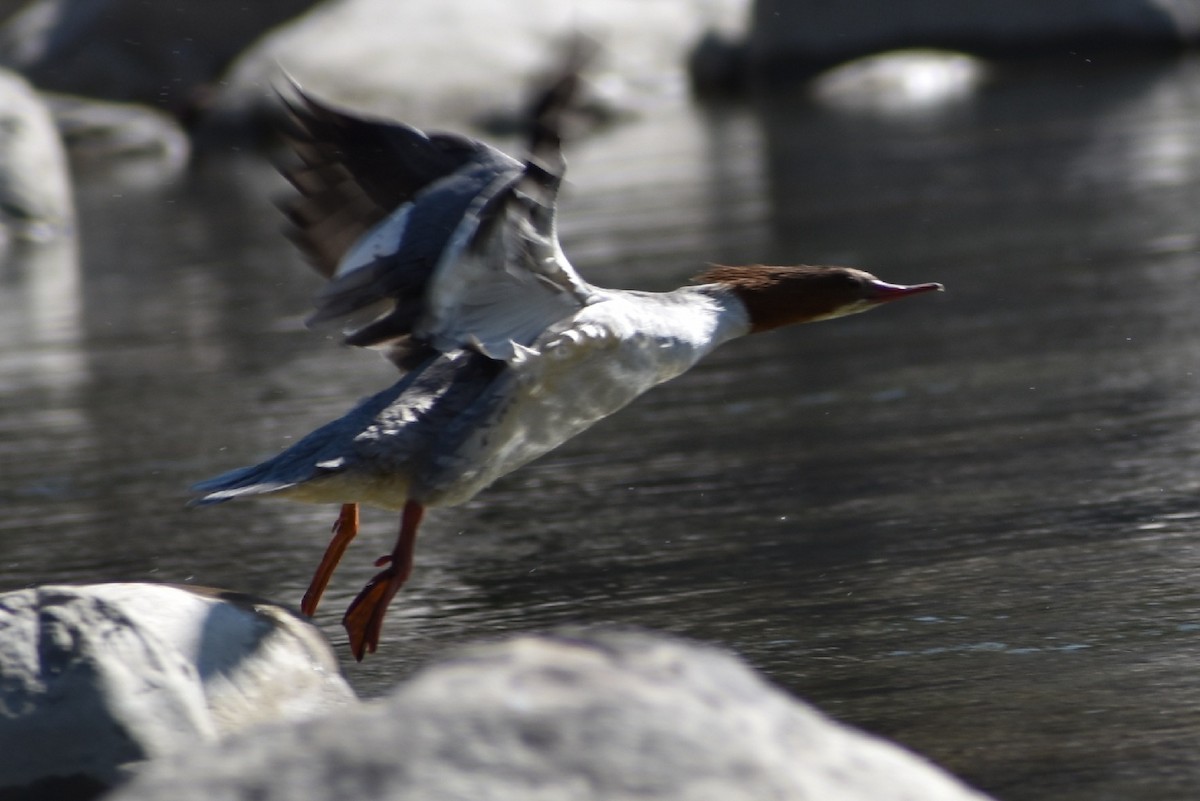 Common Merganser - ML305466411