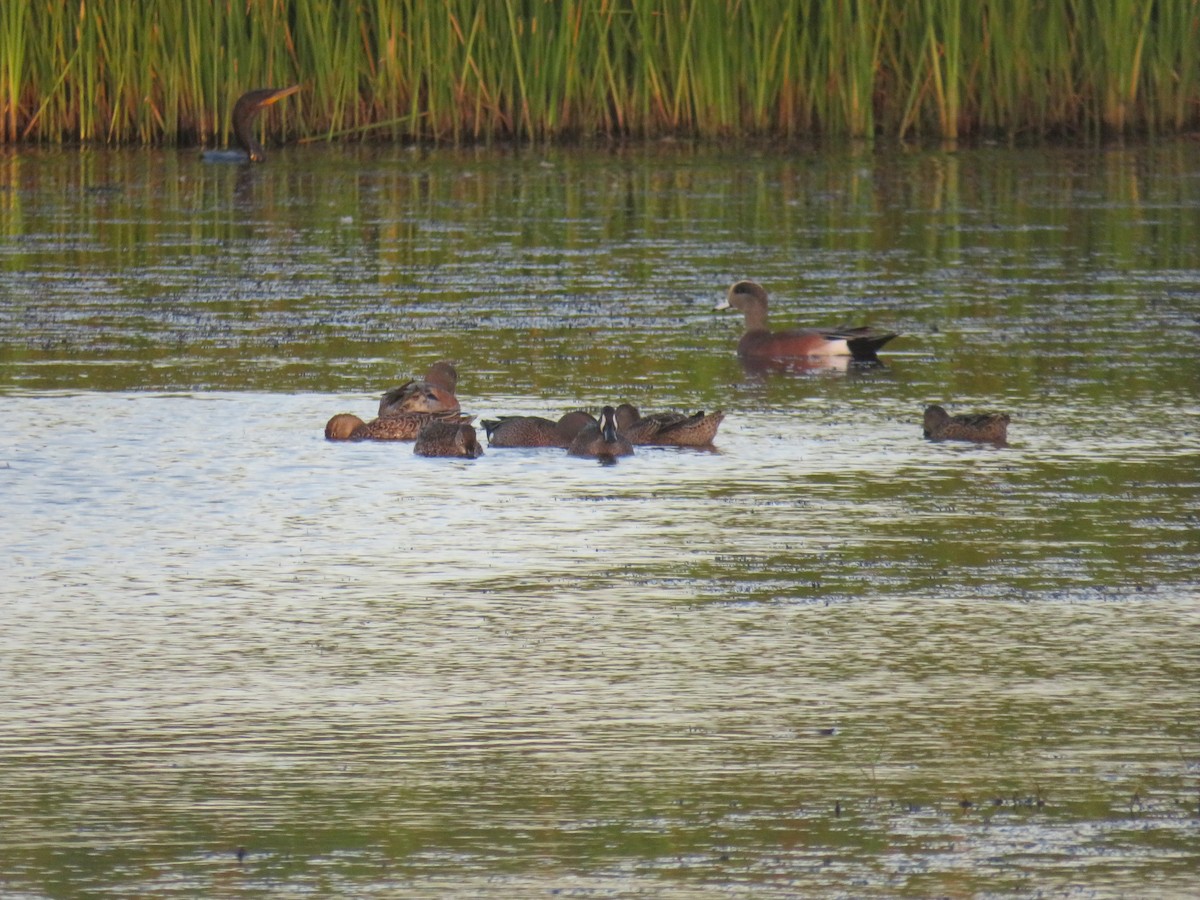 American Wigeon - ML305469081