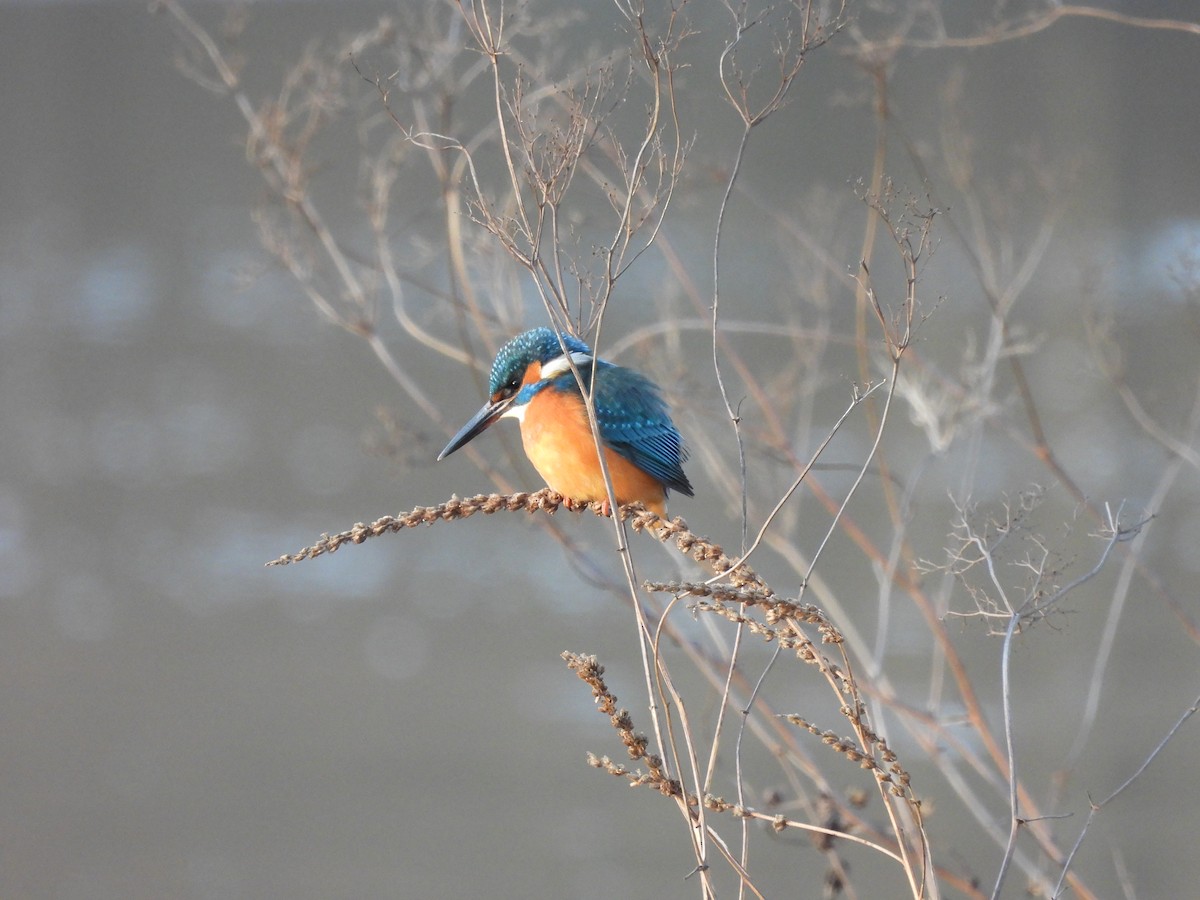 Common Kingfisher - Frithjof Vogeley