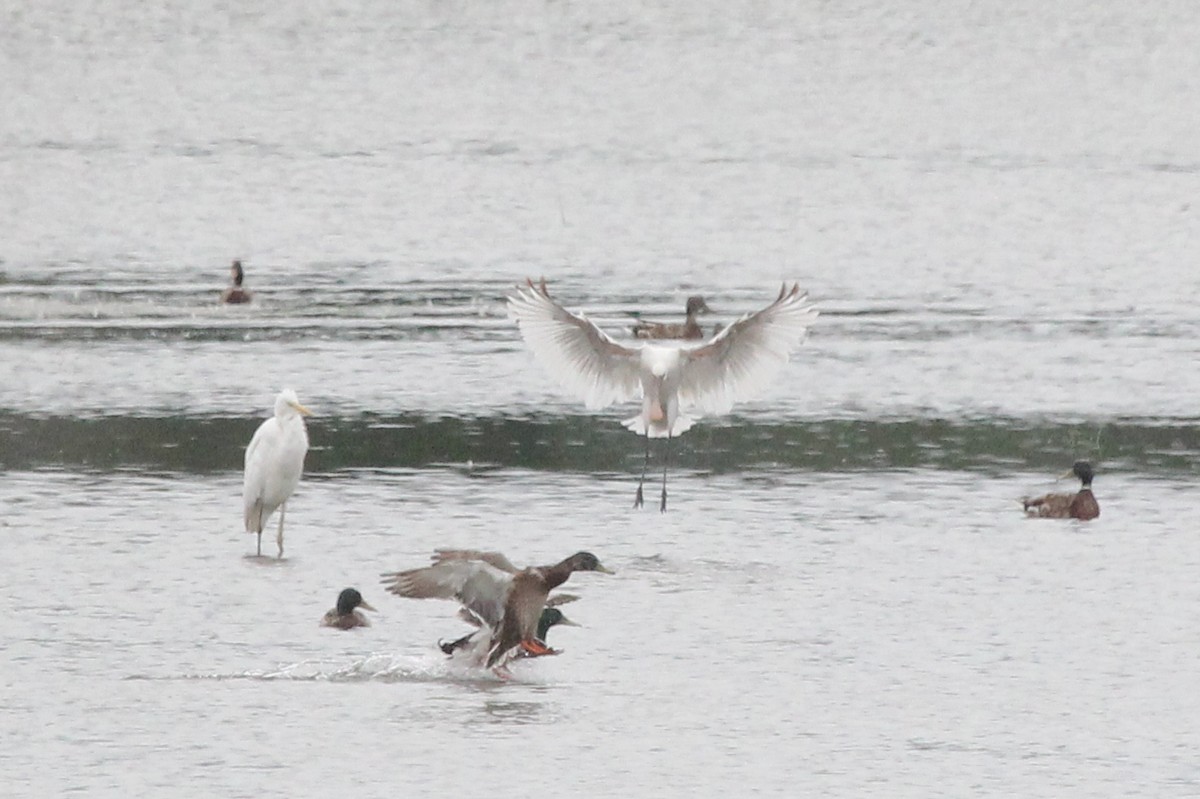 Eurasian Spoonbill - ML305469841