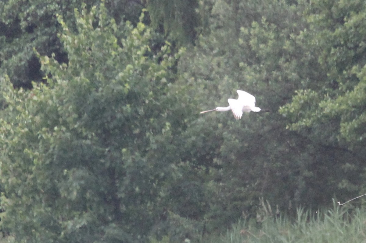 Eurasian Spoonbill - ML305469851