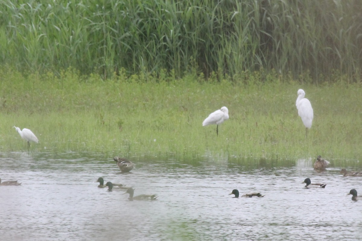 Eurasian Spoonbill - ML305469861