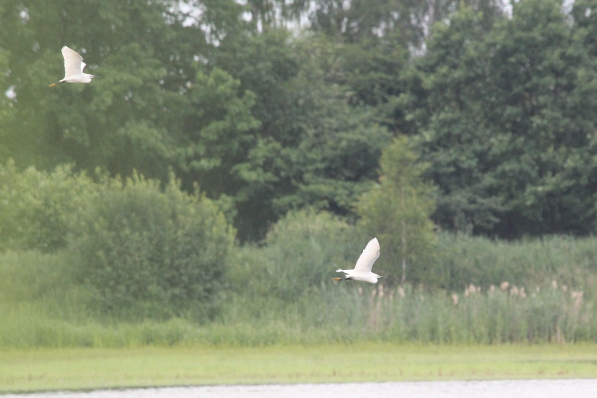 Little Egret - ML305469871