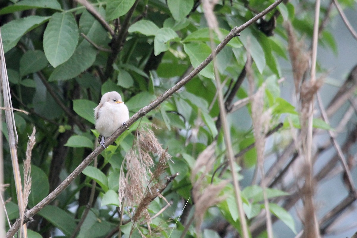 Eurasian Penduline-Tit - ML305469921