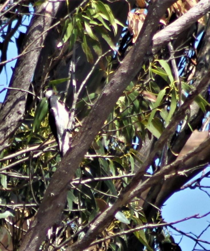 White Woodpecker - ML305471641