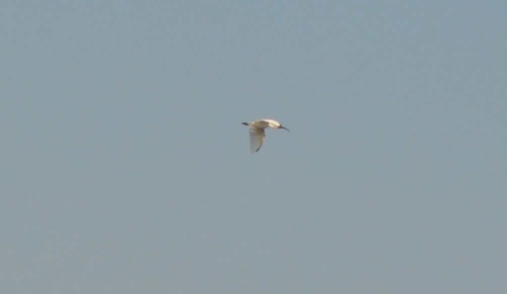 Black-headed Ibis - ML305473291