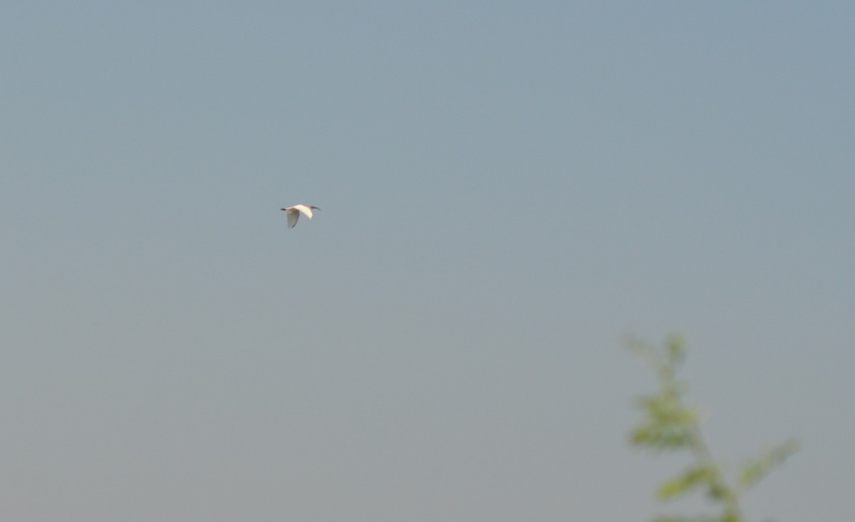 Black-headed Ibis - ML305473311