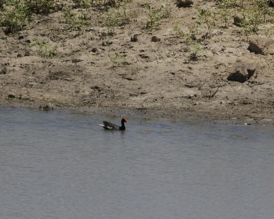 Common Gallinule - ML305473411