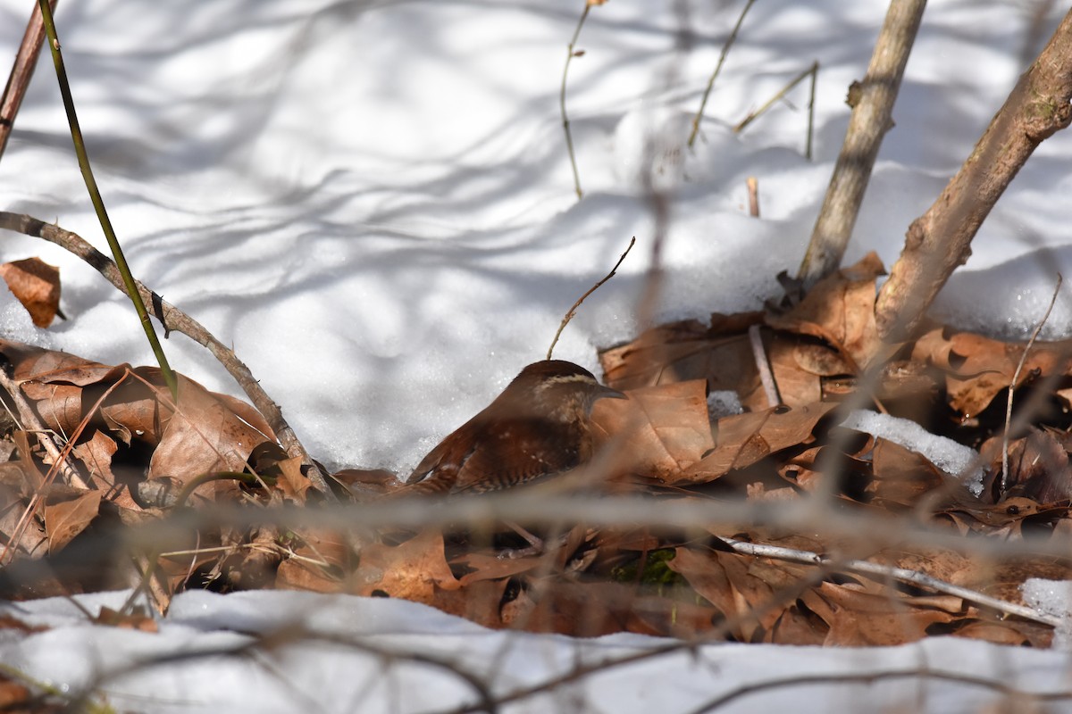 Carolina Wren - ML305473551
